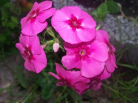 20.webp