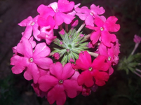 21.webp