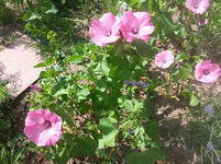 25.webp