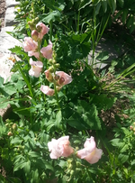 27.webp