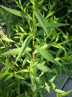 Kakteen 001.webp