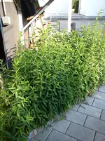 Kakteen 003.webp