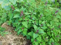 CIMG7721.webp
