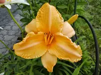 CIMG7842.webp