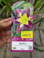 CIMG7926.webp