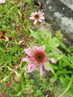 CIMG7991.webp