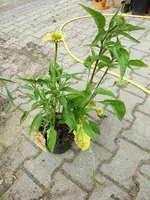 CIMG7921.webp