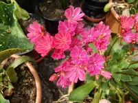 CIMG8002.webp