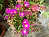 CIMG8004.webp