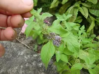 CIMG8056.webp