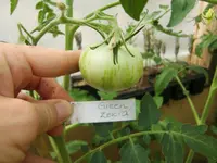 CIMG8035.webp