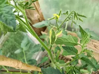 CIMG8049.webp