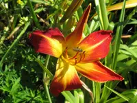 august flame_1024x768.webp