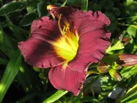 fata morgana_1024x768.webp