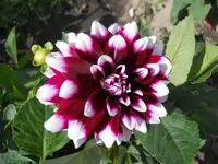DSCN2303.webp