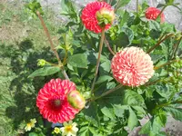 DSCN2306.webp