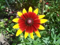 DSCN2307.webp