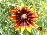 DSCN2314.webp