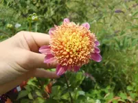 CIMG8013.webp