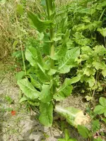 CIMG8007.webp