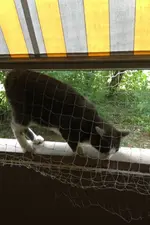 Katze1.webp