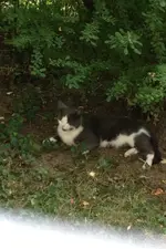 Katze3.webp