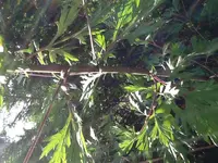 image.webp