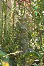 Froschkoenig 130718.webp