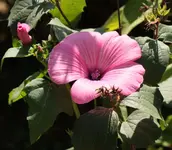 Malve Ueberraschung 130718.webp