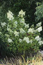 Vanille fraise 130718.webp