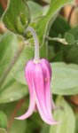 Staudenclematis pink.jpg