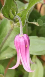 Staudenclematis pink.webp