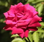 unbekannte Rose.webp