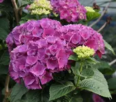 Hortensie Vorgarten 130718.webp