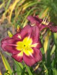 Hemerocallis Night Beacon.jpg