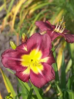 Hemerocallis Night Beacon.webp