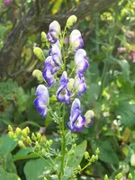 Aconitum cammarum Bicolor.webp