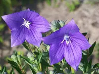 Ballonblume.webp