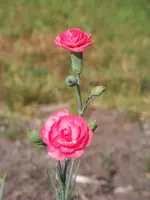 Dianthus Soft Red.webp
