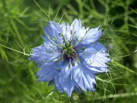 Nigella damascena.webp