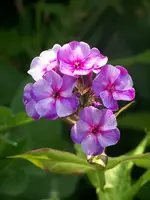 Phlox paniculata Swirly Birly.webp