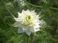 weiße Jungfer.webp