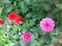 image.webp