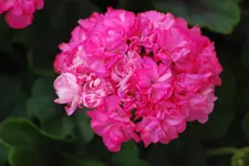 DSC_0352.webp