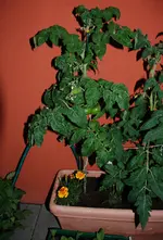 DSC_7320.2.webp