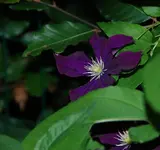 DSC_7337.2.webp