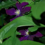 DSC_7338.2.webp