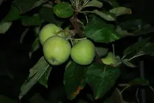 DSC_7340.2.webp