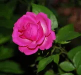 DSC_7334.2.webp
