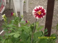 der Garten 113.webp